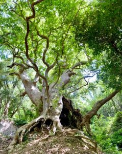 Forest bathing in Calabria