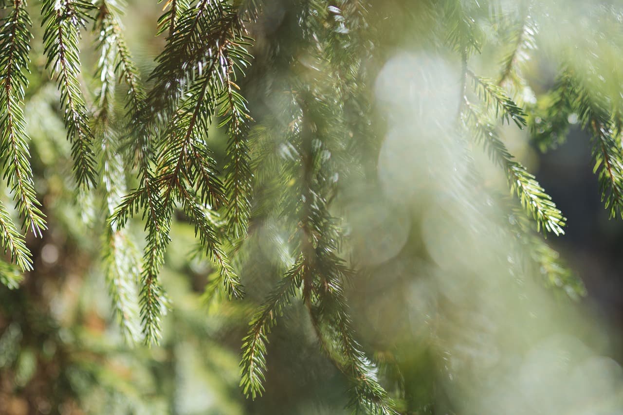 Cosa e’ il Bagno di Foresta (Shinrin Yoku)?